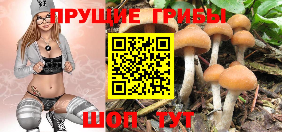 Галлюциногенные грибы Cubensis  Вход с VPN  Протвино  Псилоцибиновые грибы MAGIC MUSHROOMS 